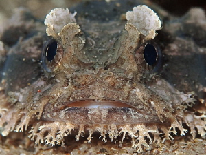 Eastern Frogfish, Batrachomius dubius. Pipeline, Nelson Bay by Doug Anderson 